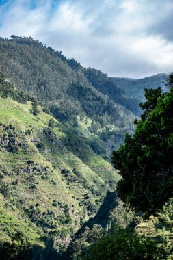 Bulutlu bir gökyüzünün altında doğal bir orman ve dağ manzarası