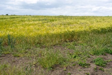 Northumberland, İngiltere 'deki olgunlaşan buğday tarlasının manzarası..
