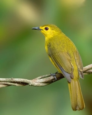 Sarı kaşlı bülbül kuşunun, ağaç dalına tünemiş, yeşil arkaplanda izole edilmiş yakın plan fotoğrafı.