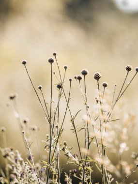 Almanya, Eltville 'de güzel çiçeklerin dikey çekimi