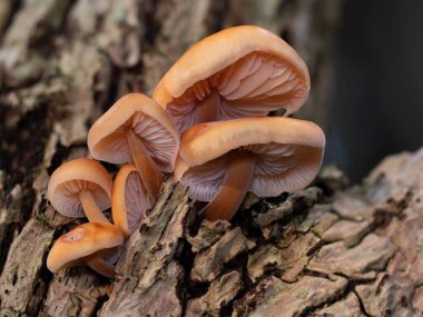 Yaşlı Enoki mantarlarından oluşan bir grup (Flammulina velutipes)