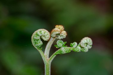 A macro shot of a new growing eagle fern plant on blurred nature background in Limburg, Netherlands clipart