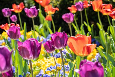 Bir tarlada çiçek açan renkli renkli lalelerin yakın plan çekimi.