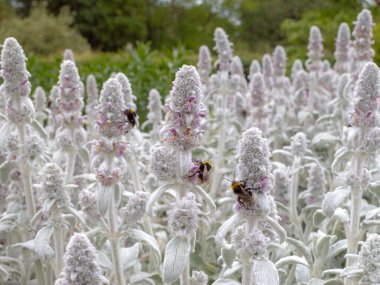 Kuzu kulağı çiçekleriyle beslenen arıların sığ bir odağı (Stachys byzantina)