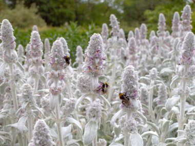 A shallow focus of bees feeding on Lamb's Ear flowers (Stachys byzantina) clipart