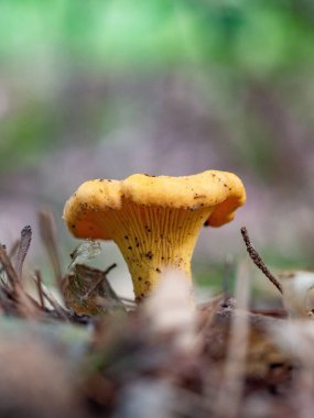 Chanterelle en popüler yenebilir mantarlardan biridir..