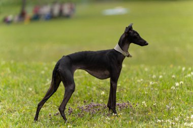 Beyaz yakalı, ince siyah bir İtalyan tazı köpeği.