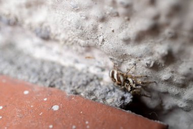 Bulanık arkaplanda zıplayan bir örümceğin yakın plan fotoğrafı.