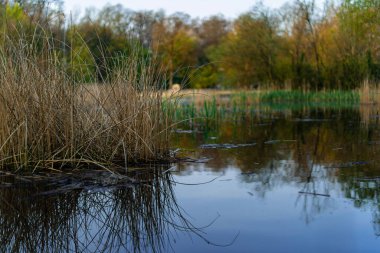 Bitkilerin yansımasına sahip sakin su yüzeyi. Sauvabelin Gölü, Lozan, İsviçre.