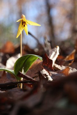 Sarı alabalık zambağının yakın çekimi.