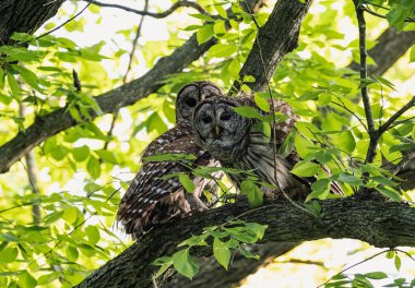 Ormandaki bir dala konmuş iki baykuşun güzel bir görüntüsü.