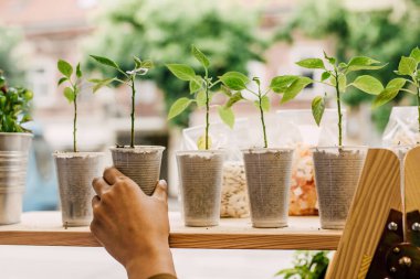 Bulanık arka planda, ahşap bir raftan küçük bir saksı seçen güzel bir el resmi.