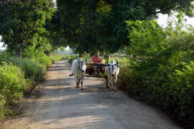 Hindistan yolundaki köy çiftliği yolunda öküzleri taşıyan bir çiftçi ve küçük bir köyde ağaçlar.