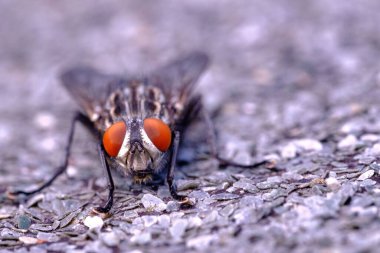 Bir sineğin yakın plan fotoğrafı.
