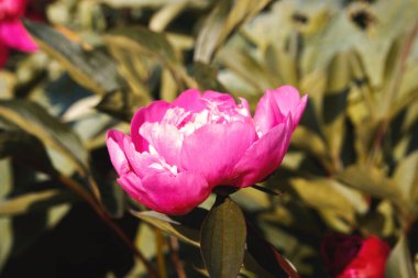 İskoçya 'nın Edinburgh kentindeki Regent Gardens' ta çekilen pembe şakayık çiçeğinin yakın çekimi.