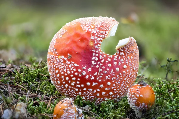 Close Amanita Muscaria Vulgarmente Conhecido Como Agaric Mosca — Fotografia de Stock