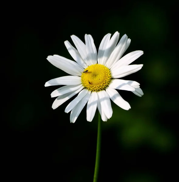 花园里一朵雏菊的选择性聚焦镜头 — 图库照片