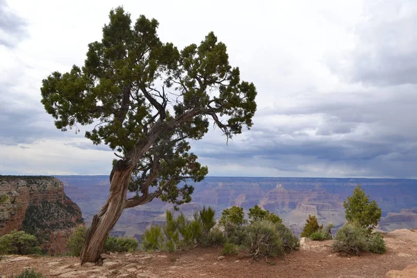 Close Uma Bela Árvore Perto Das Montanhas Grand Canyon Arizona — Fotografia de Stock