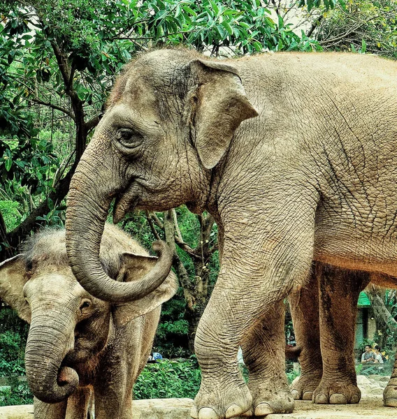 Красивый Снимок Больших Слонов Дикой Природе — стоковое фото