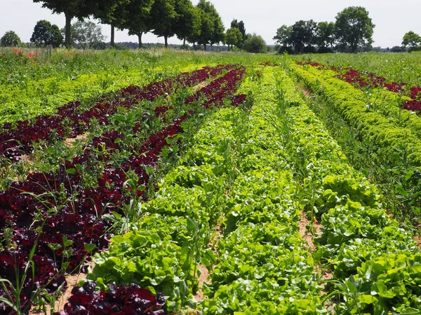 Ein Feld Mit Reihen Roten Und Grünen Salats Umgeben Von — Stockfoto