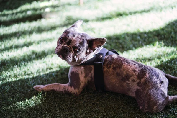 Adorable French Bulldog Different Colored Eyes Resting Green Grass — Stock Photo, Image