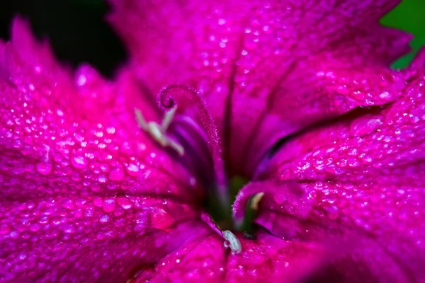 Tiro Macro Campanário Roxo Com Gotas Água Sobre Ele — Fotografia de Stock