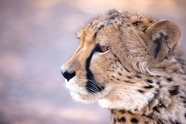 Uma Foto Close Retrato Uma Chita Sul Africana Com Fundo — Fotografia de Stock