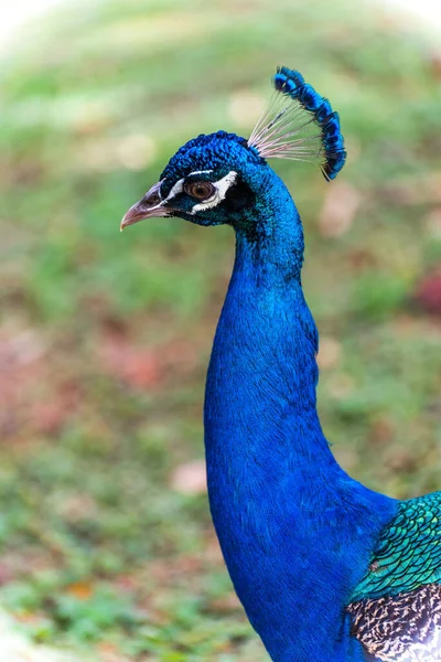 Vertical Closeup Male Indian Peafowl Pavo Cristatus — Stock Photo, Image
