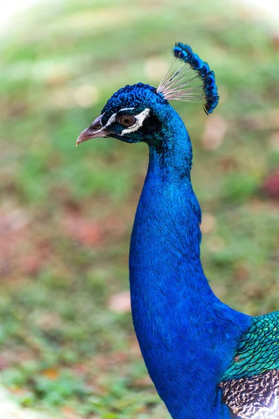 Vertikal Närbild Manlig Indisk Peafowl Pavo Cristatus — Stockfoto