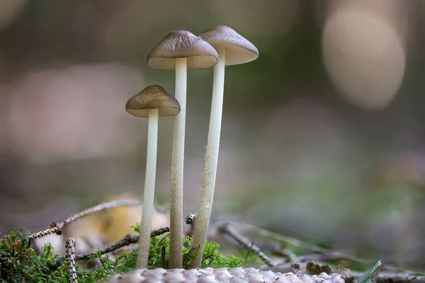 Eine Nahaufnahme Eines Tief Wurzelnden Pilzes Hymenopellis Radicata Der Einem — Stockfoto