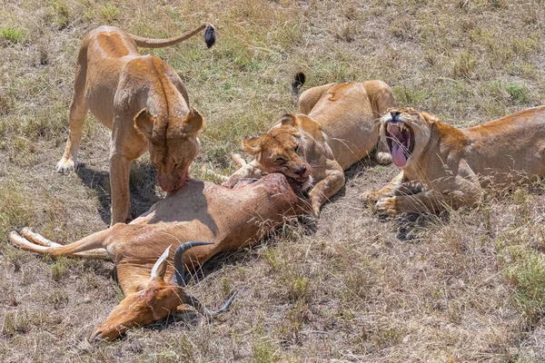 탄자니아 영양을 죽이고 잡아먹고 사자들 — 스톡 사진