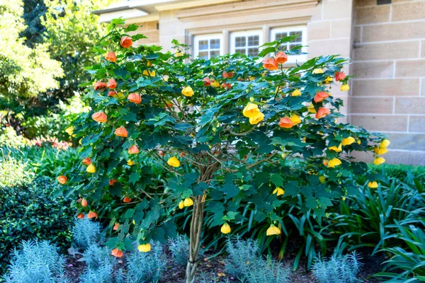 Pictum Abutilon Vermelhidão Abutilon Florescendo Jardim — Fotografia de Stock