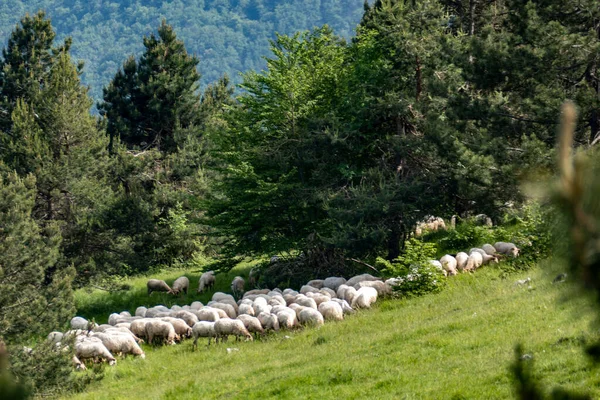 Stado Owiec Wypasających Się Zboczu Zielonej Góry — Zdjęcie stockowe