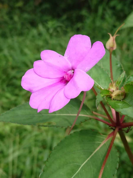 一朵盛开的粉红印度香脂花的垂直特写镜头 — 图库照片