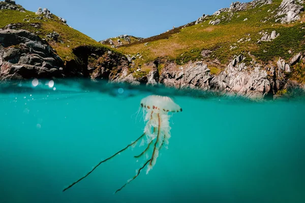 Kompas Meduza Pływająca Zatoce Wschodniej Stronie Lundy Island — Zdjęcie stockowe