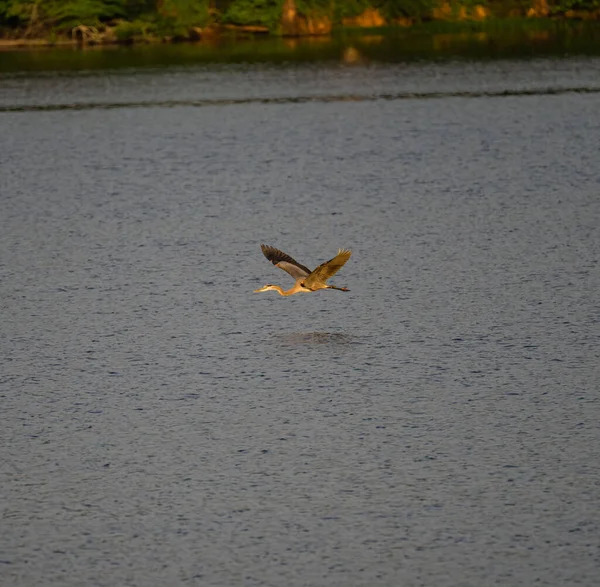 Lonely Long Legged Grey Heron Ardea Cinerea Flying Sea Water — Stock Photo, Image