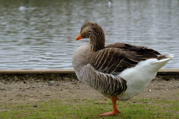 Ένα Κοντινό Πλάνο Μιας Χήνας Greylag Anser Anser Που Στέκεται — Φωτογραφία Αρχείου