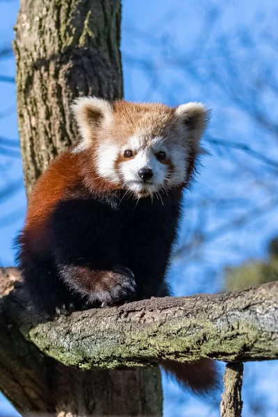 Bir Kırmızı Panda Ailurus Fulgens Bambunun Üzerinde Yatıyor — Stok fotoğraf