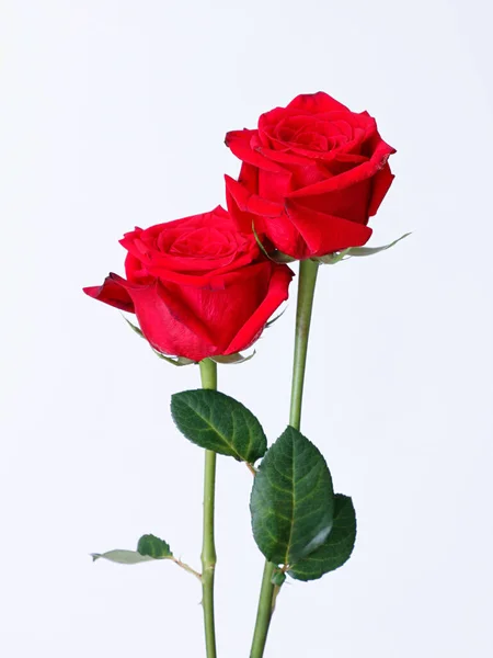 Tiro Vertical Belas Rosas Vermelhas Isoladas Fundo Branco — Fotografia de Stock