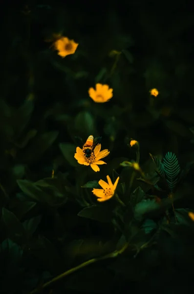 Вертикальний Вид Зверху Бджолу Запилює Жовті Квіти Темному Саду — стокове фото