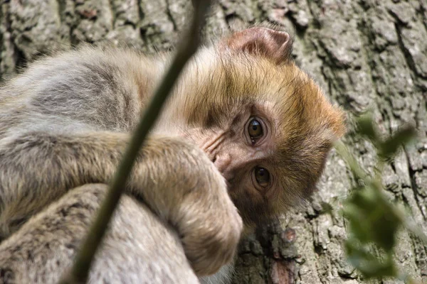 Tiro Close Macaco Preguiçoso Parque Fundo Borrado — Fotografia de Stock
