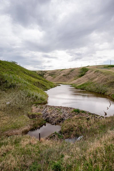 Biberdamm Den Badlands Von Alberta — Stockfoto