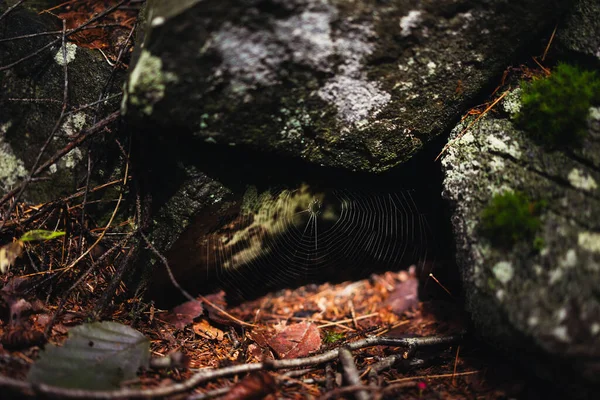 Hermoso Disparo Una Tela Araña Entre Las Rocas Cubiertas Musgo —  Fotos de Stock