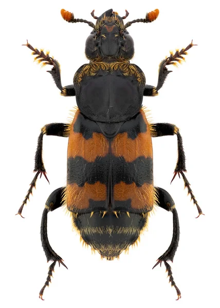 Burying Carrion Sexton Beetle Species Nicrophorus Vespillio Trivial Name Vespillo — Stock Photo, Image