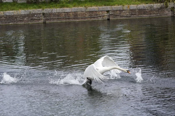 白天鹅在湖上飞翔的景象 — 图库照片