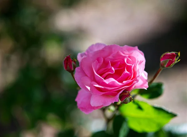 Eine Aufnahme Einer Einsamen Rosa Rose Verschwommenen Hintergrund — Stockfoto