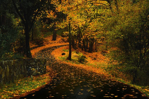 Une Route Rurale Qui Tourne Travers Une Belle Forêt Automne — Photo