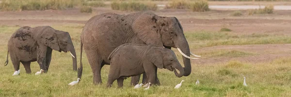 アフリカのサバンナを歩いている象の家族 — ストック写真