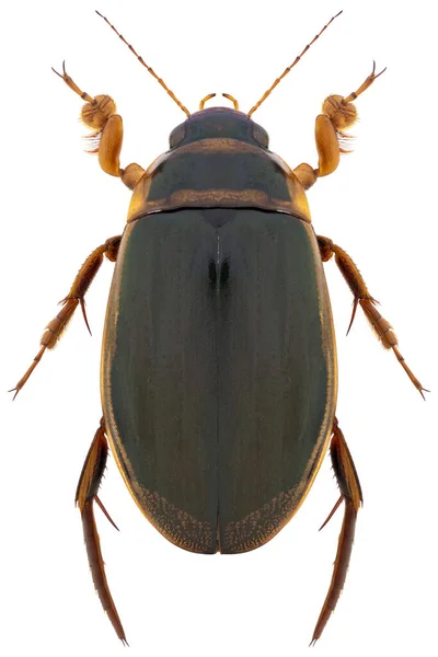 Scarabeo Subacqueo Predaceo Dytiscus Marginalis Nome Banale Great Diving Beetle — Foto Stock