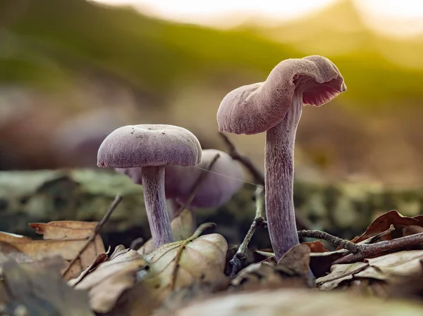 Closeup Two Amethyst Deceiver Mushrooms Dawn — Stock Photo, Image